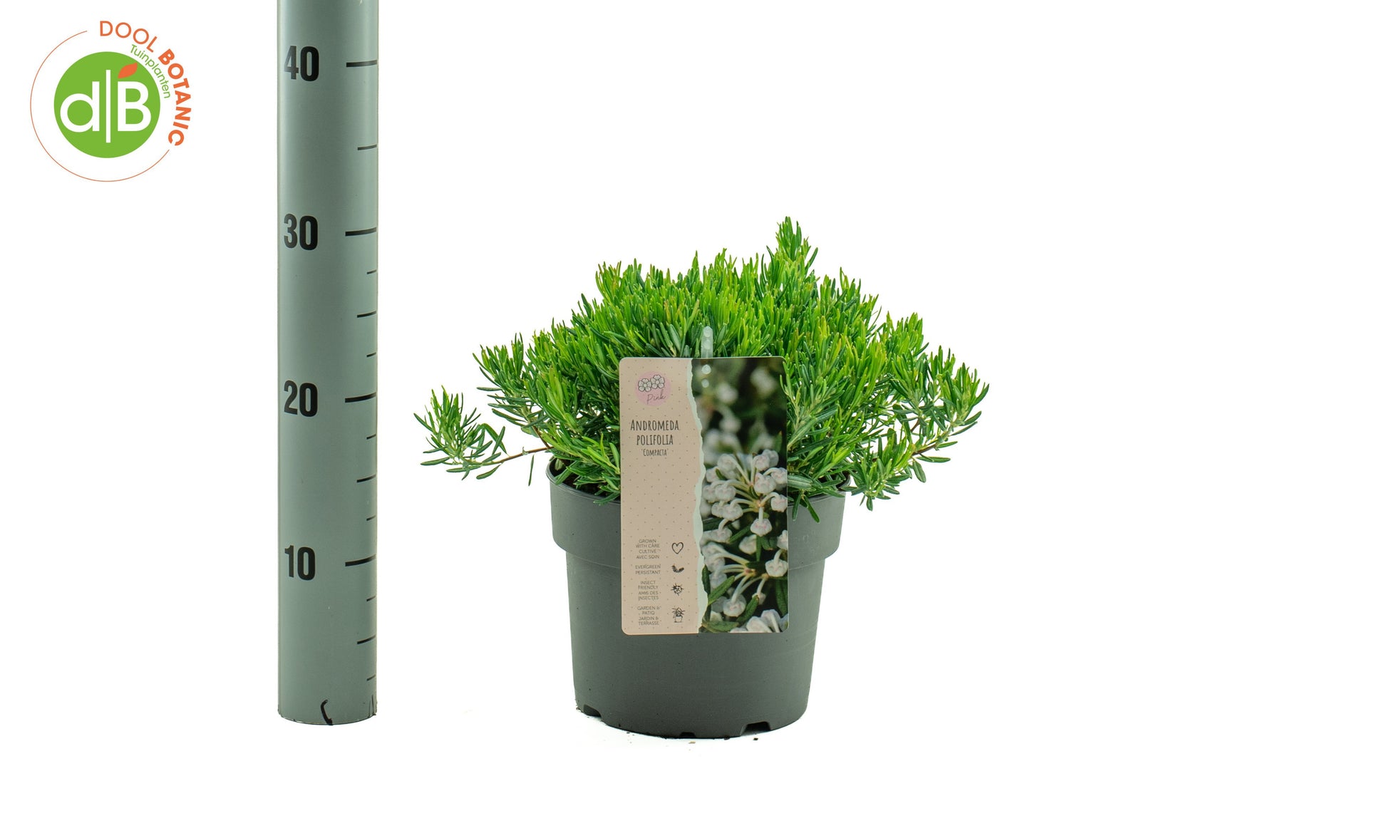 Dool Botanic Andromeda Compacta Pack of 1