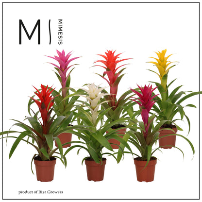 Bromelia Cupcake mix 45cm 12cm Pot