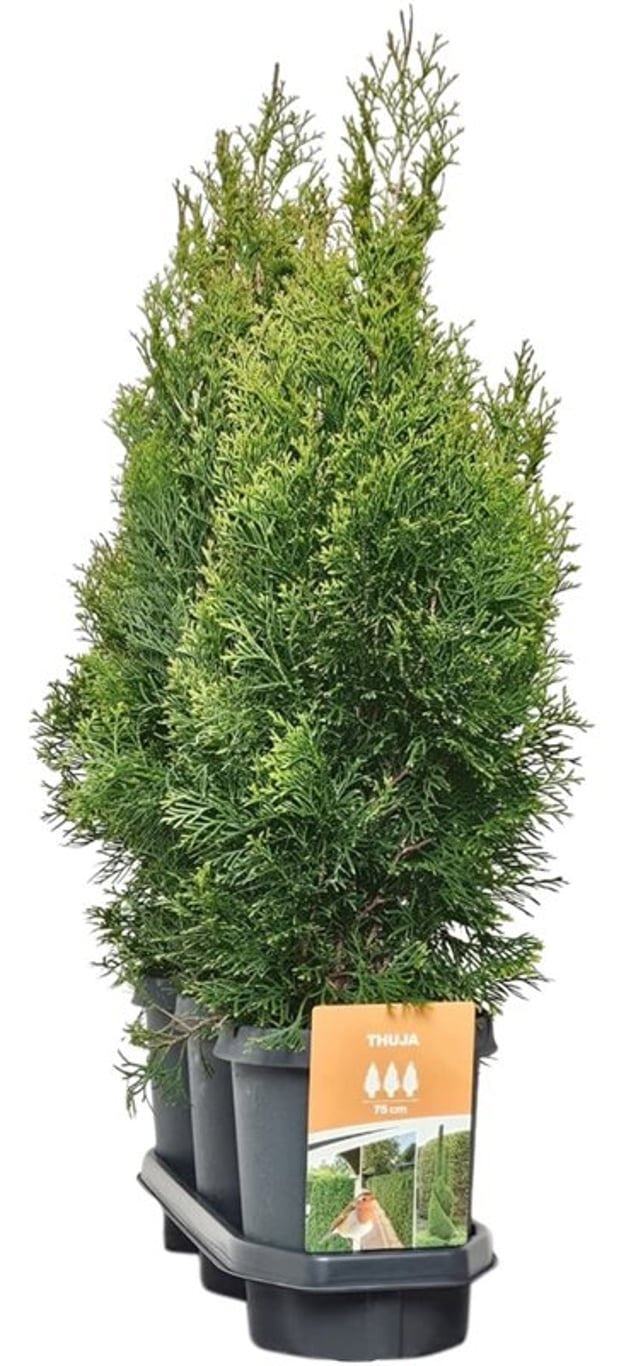 Bremmer Boomkwekerijen Thuja occidentalis Smaragd Pack of 3