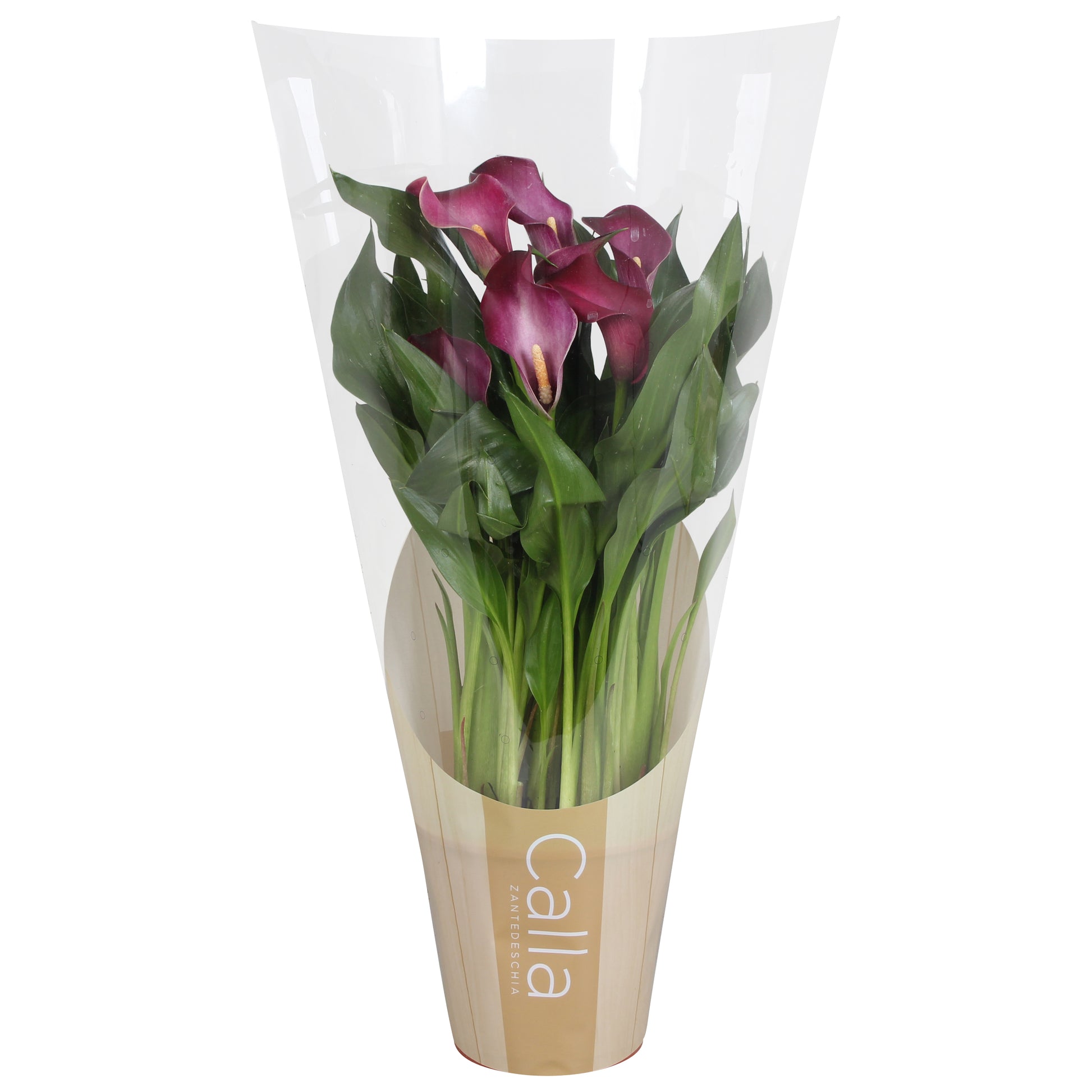Zantedeschia Allure 35cm 12cm Pot