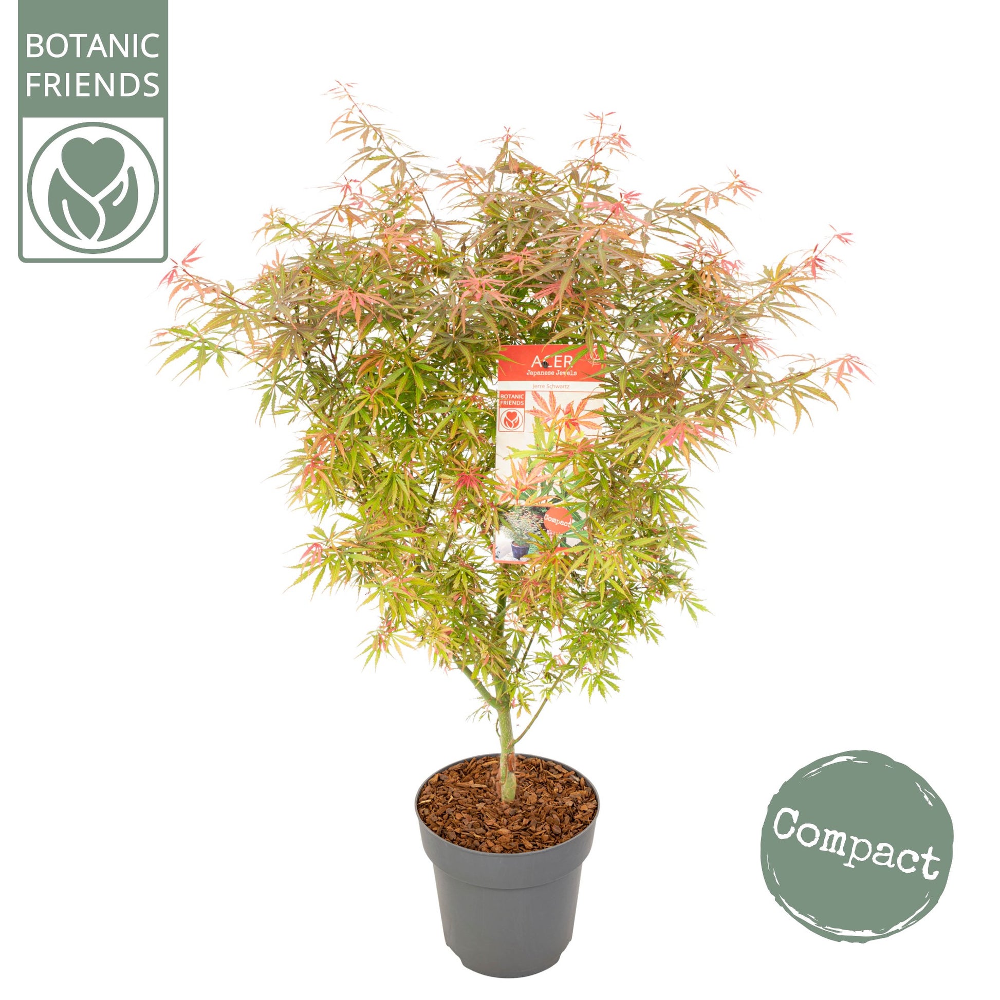 Acer palmatum 80cm 24cm Pot