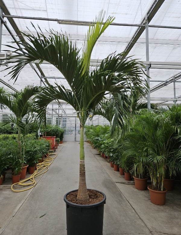 Carludovica palmata 350cm 70cm Pot
