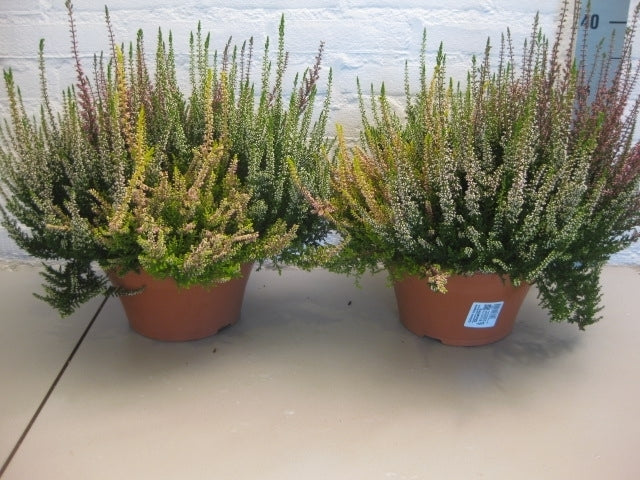 Calluna Beauty Ladies trio 25cm 23cm Pot