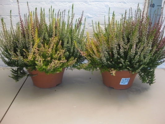 Calluna Beauty Ladies trio 25cm 23cm Pot