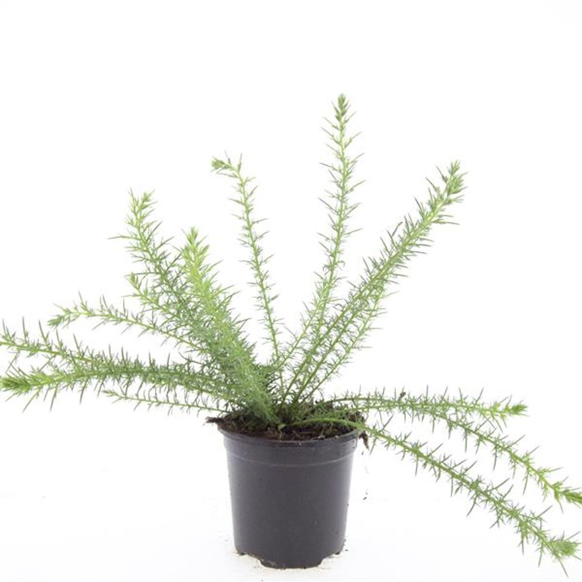 Shrubs mix 10cm 14cm Pot