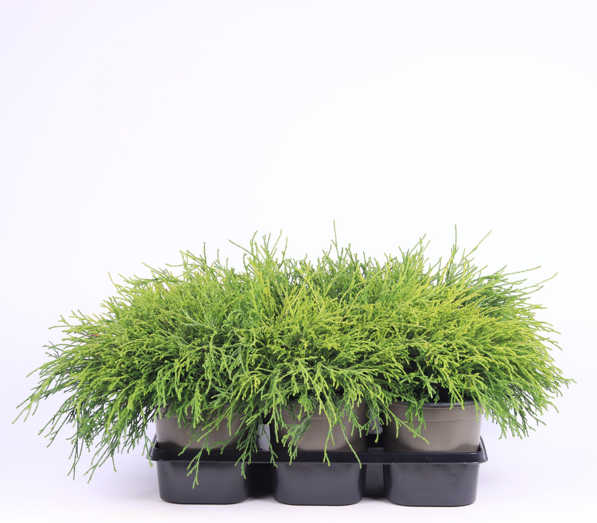 Vredebest, Kwekerij Chamaecyparis Sungold Pack of 6