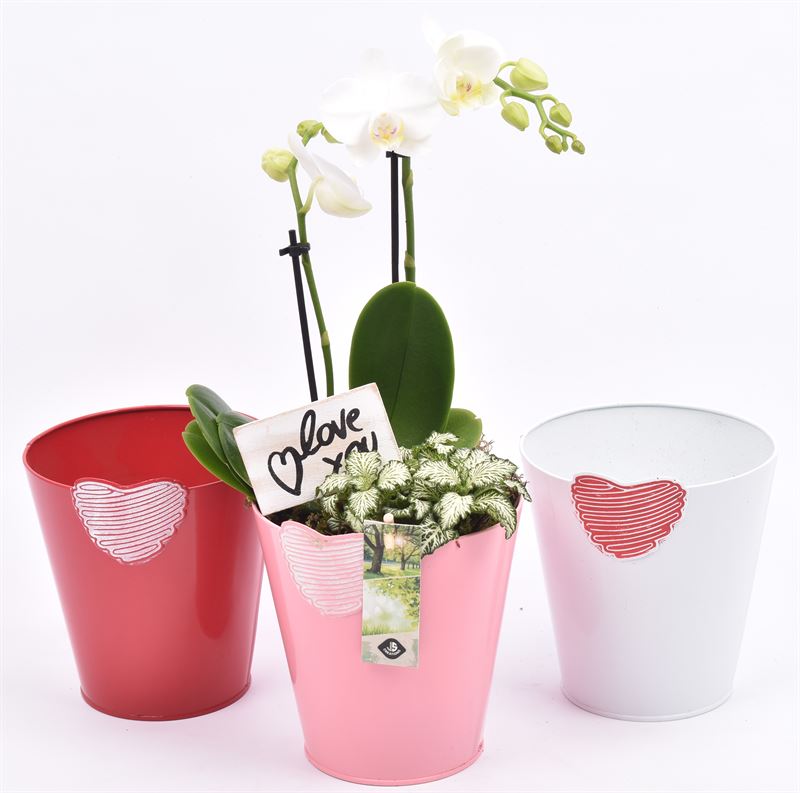 Arrangement Phalaenopsis 15cm Pot