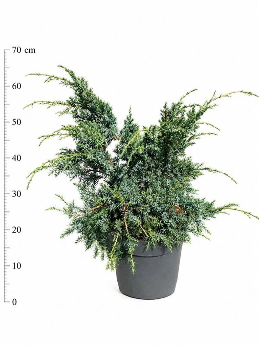 Juniperus Blue Alps 60cm 26cm Pot