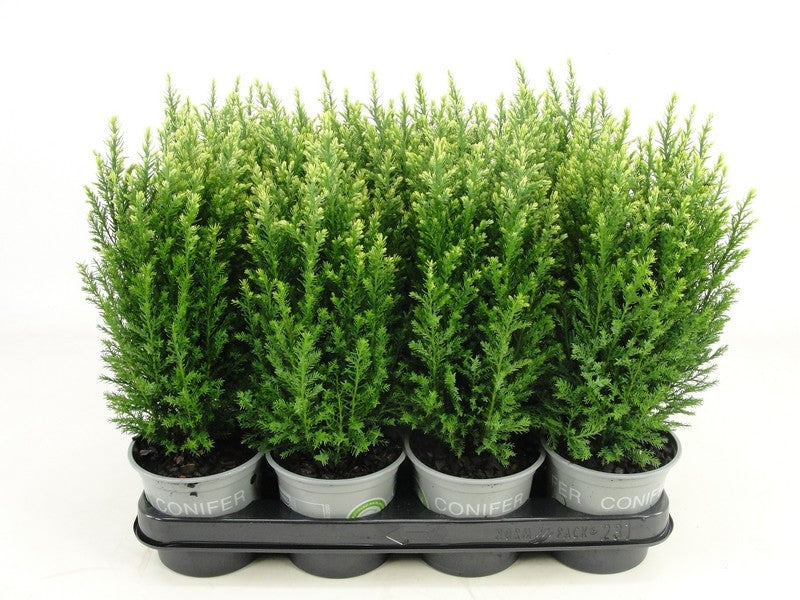 Bloemendaal, Fa.Kw. Chamaecyparis Snow White Pack of 11