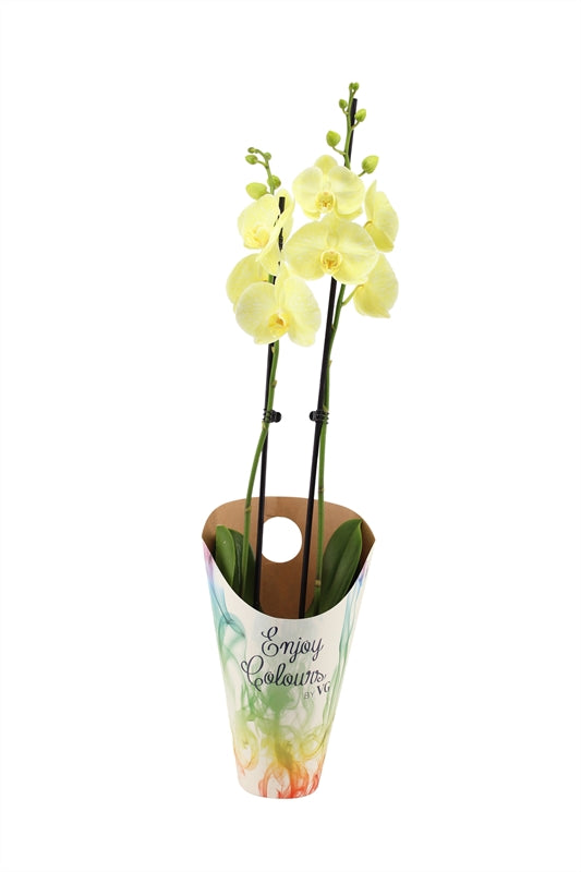 Logico Phalaenopsis Hybrid Pack of 4