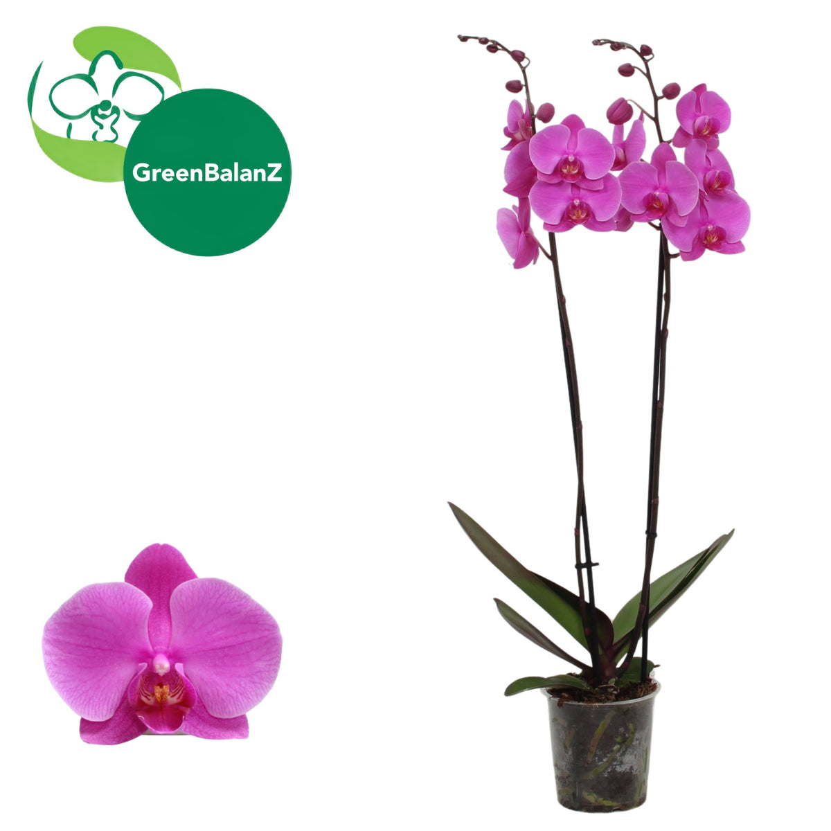 Phalaenopsis purple 55cm 12cm Pot