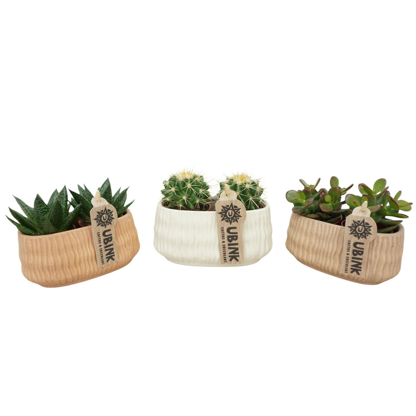 Cactus + Succulent mix 10cm 14cm Pot