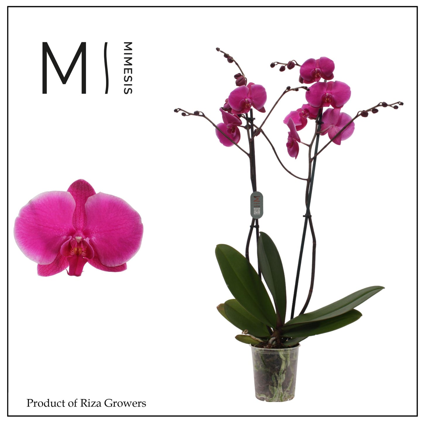 Phalaenopsis Johannesburg 70cm 12cm Pot
