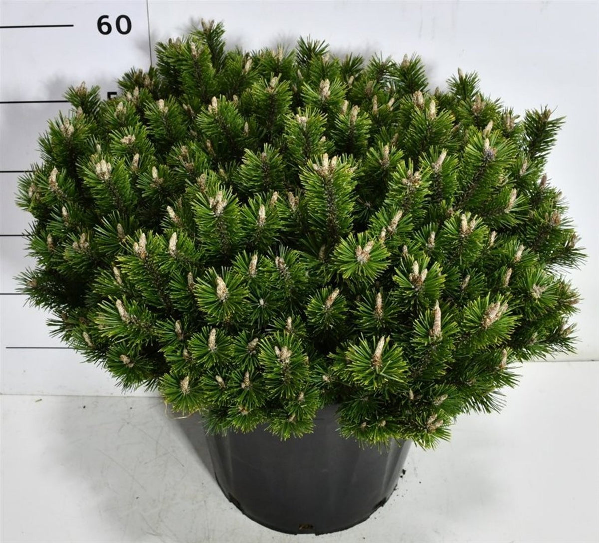 Pinus hybrid 60cm 54cm Pot
