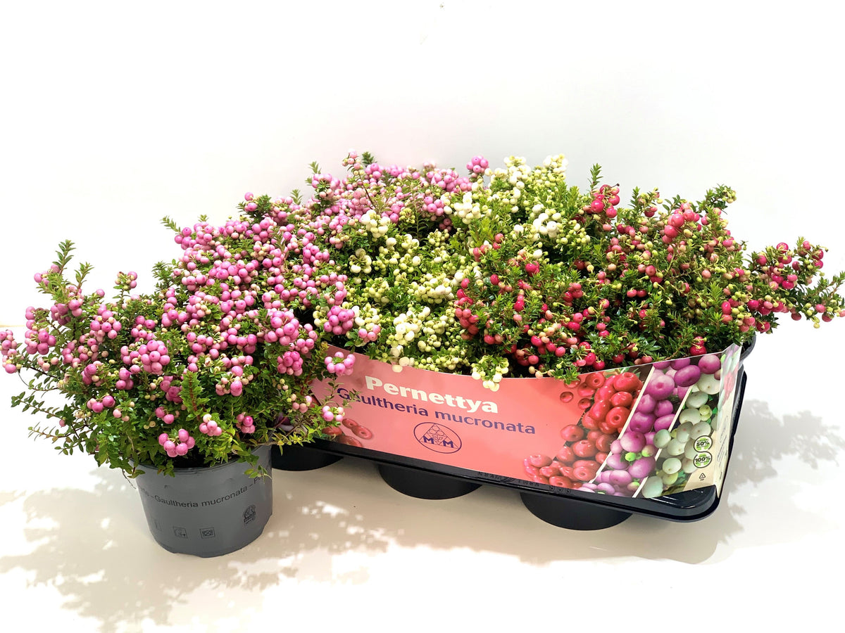 Gaultheria mucronata 25cm 17cm Pot