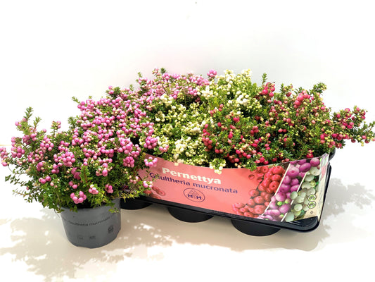 Gaultheria mucronata 25cm 17cm Pot