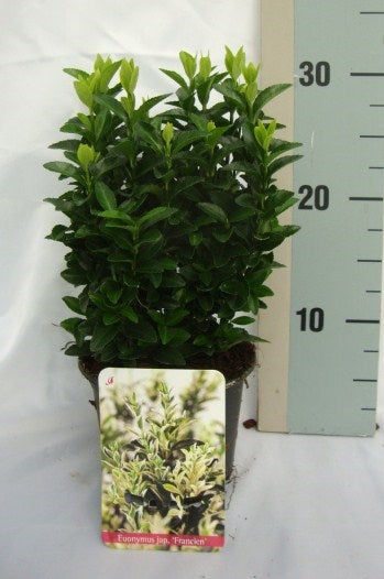 Euonymus Paloma Blanca 15cm 13cm Pot