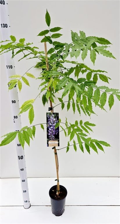 Wisteria sinensis 120cm 14cm Pot