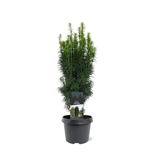 Taxus Fastigiata 45cm 19cm Pot