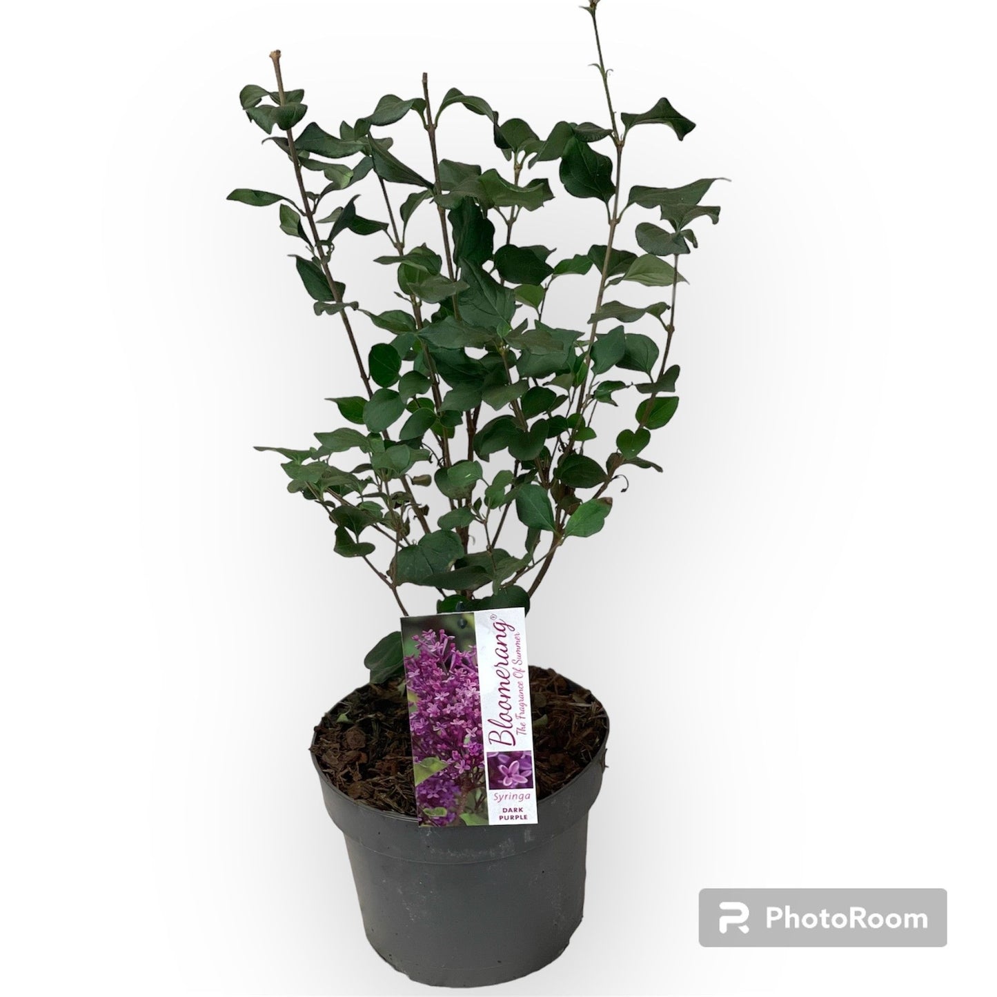 Syringa Hybrid 60cm 19cm Pot