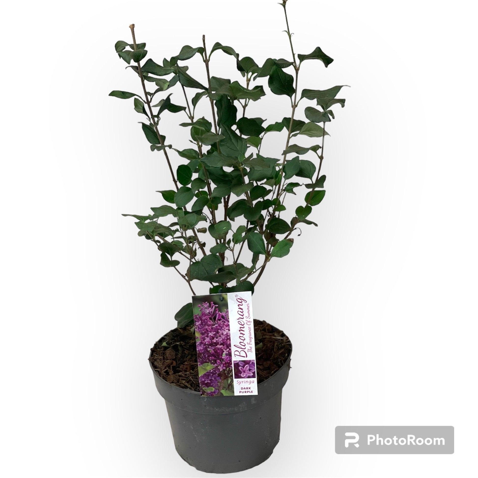 Syringa Hybrid 60cm 19cm Pot