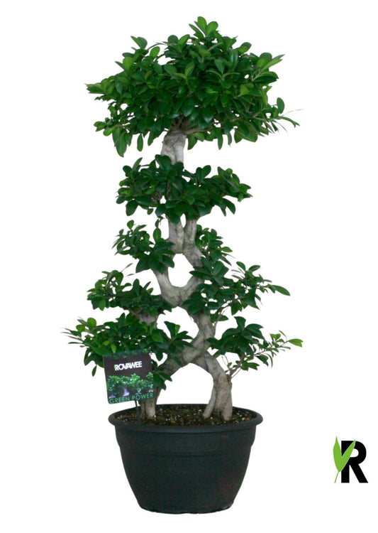 Ficus Ginseng 115cm 35cm Pot