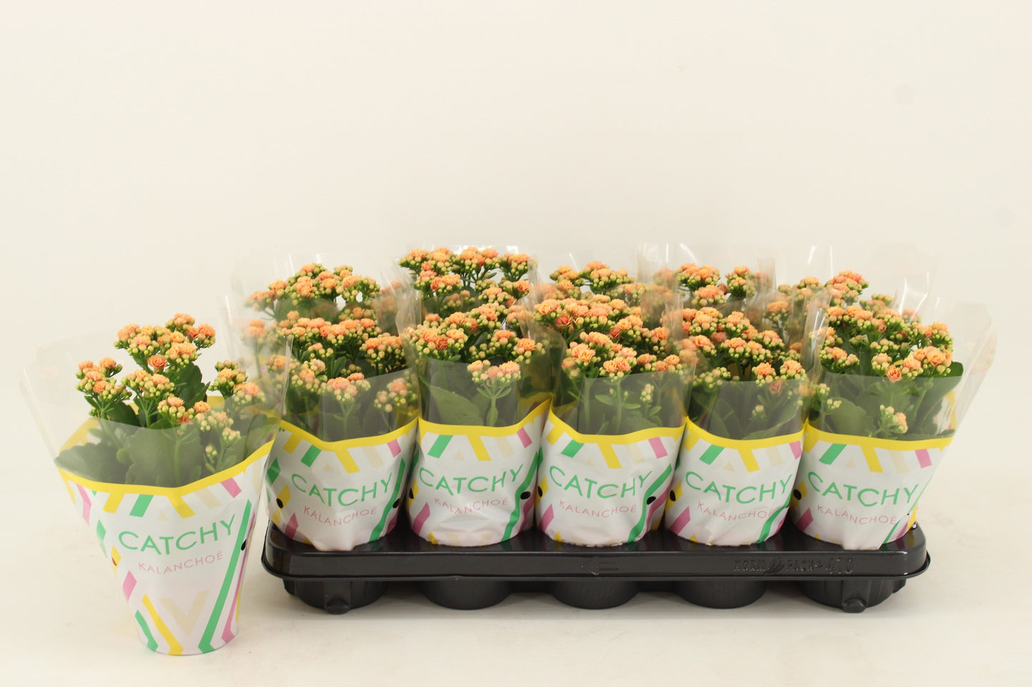 Kalanchoe Rosalina Don Hector 23cm 510cm Pot