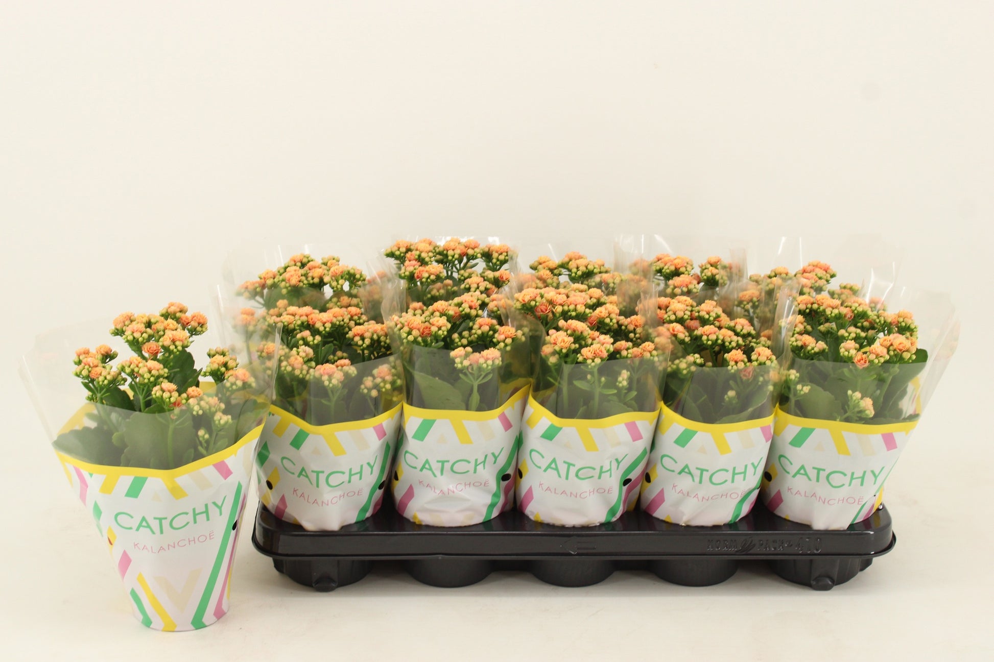 Kalanchoe Rosalina Don Hector 23cm 510cm Pot