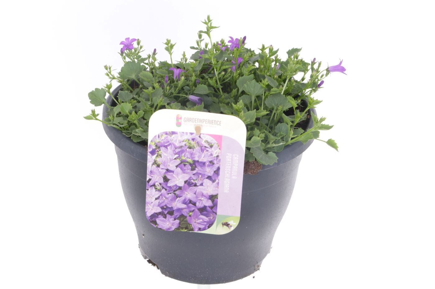 Campanula por. Campala Iris 25cm 23cm Pot