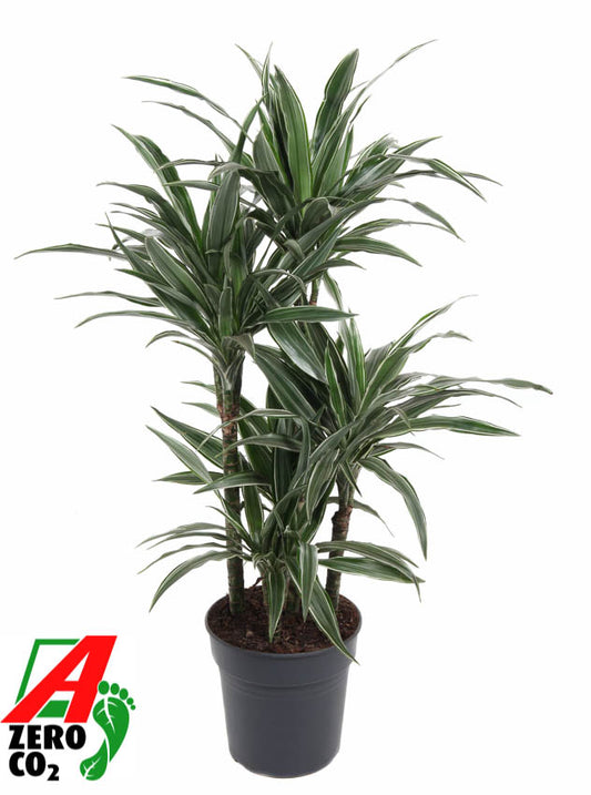 Dracaena fragrans Warneckei 110cm 24cm Pot