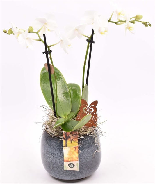 arr. Phalaenopsis 13cm Pot