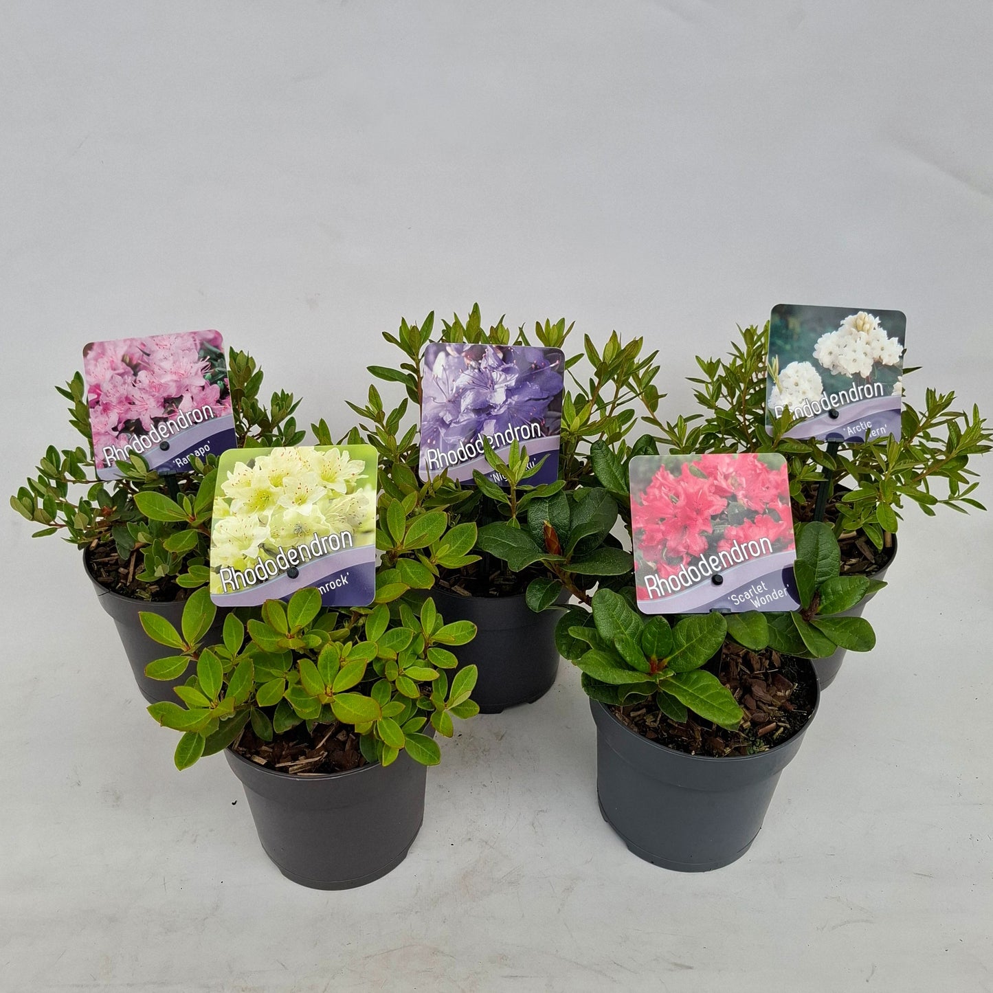 Rhododendron dwarf mix 15cm 13cm Pot