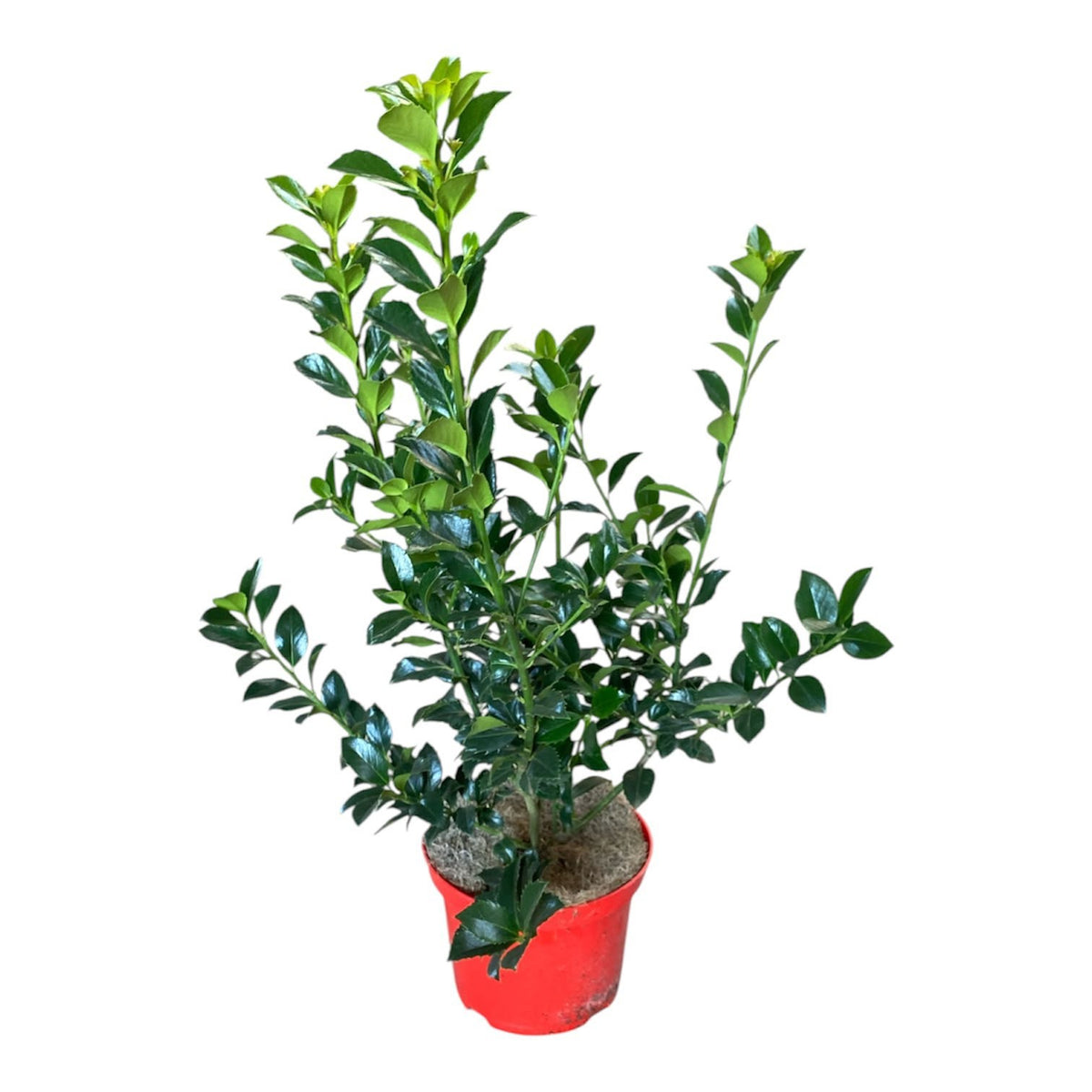 Ilex mes. Heckenstar 80cm 21cm Pot