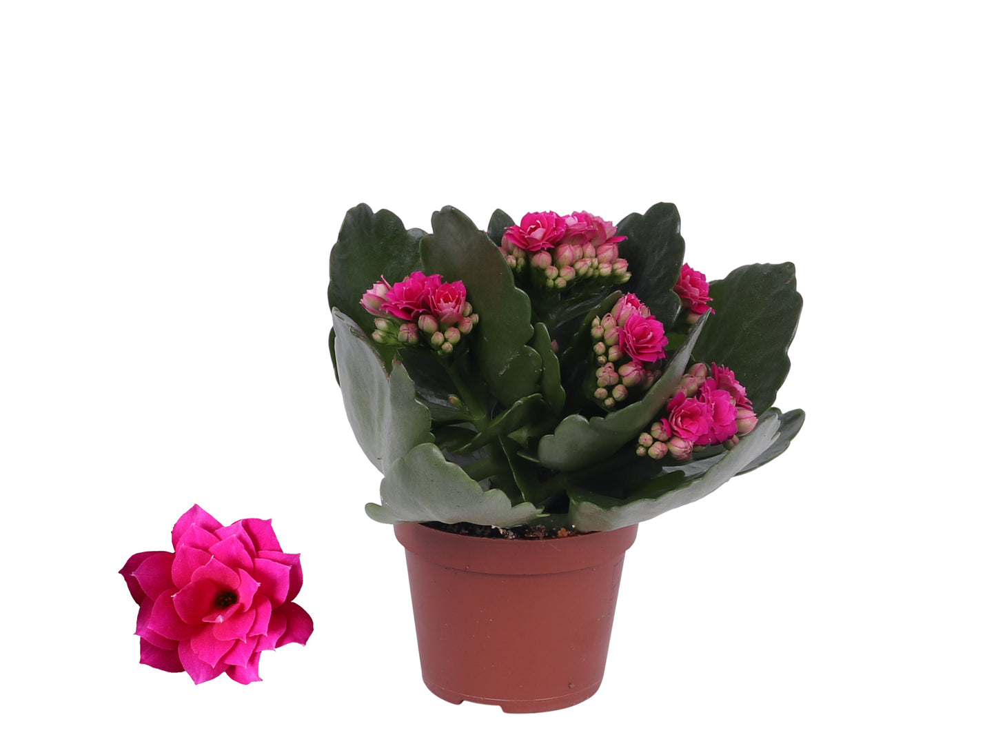 Kalanchoe Rosalina Don Victorio 12cm 6cm Pot