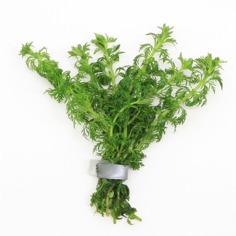 Limnophila aromatica 5cm 2cm Pot