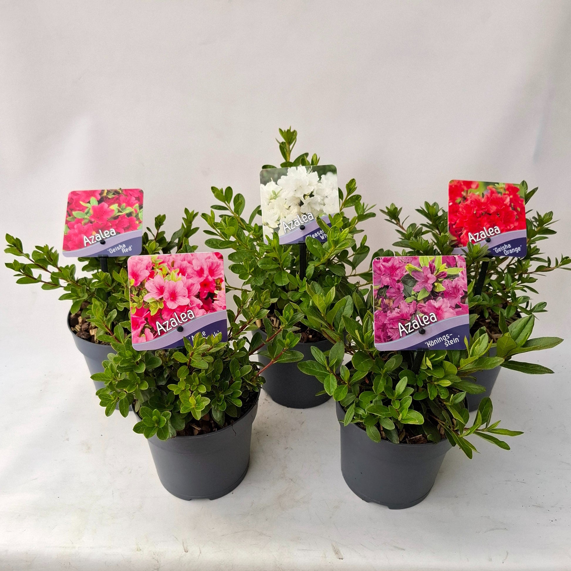 Rhododendron mix 15cm 13cm Pot