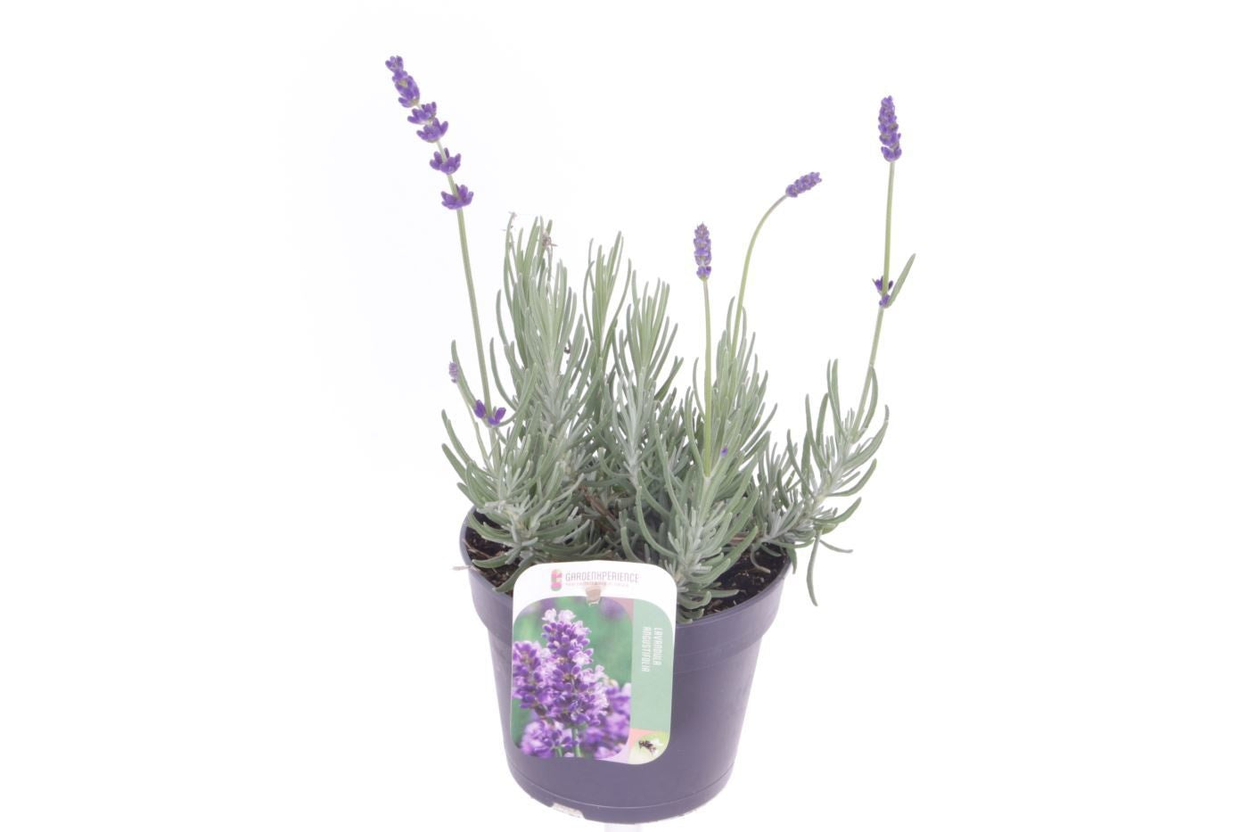 Lavandula ang. Havanna Dark 30cm 13cm Pot