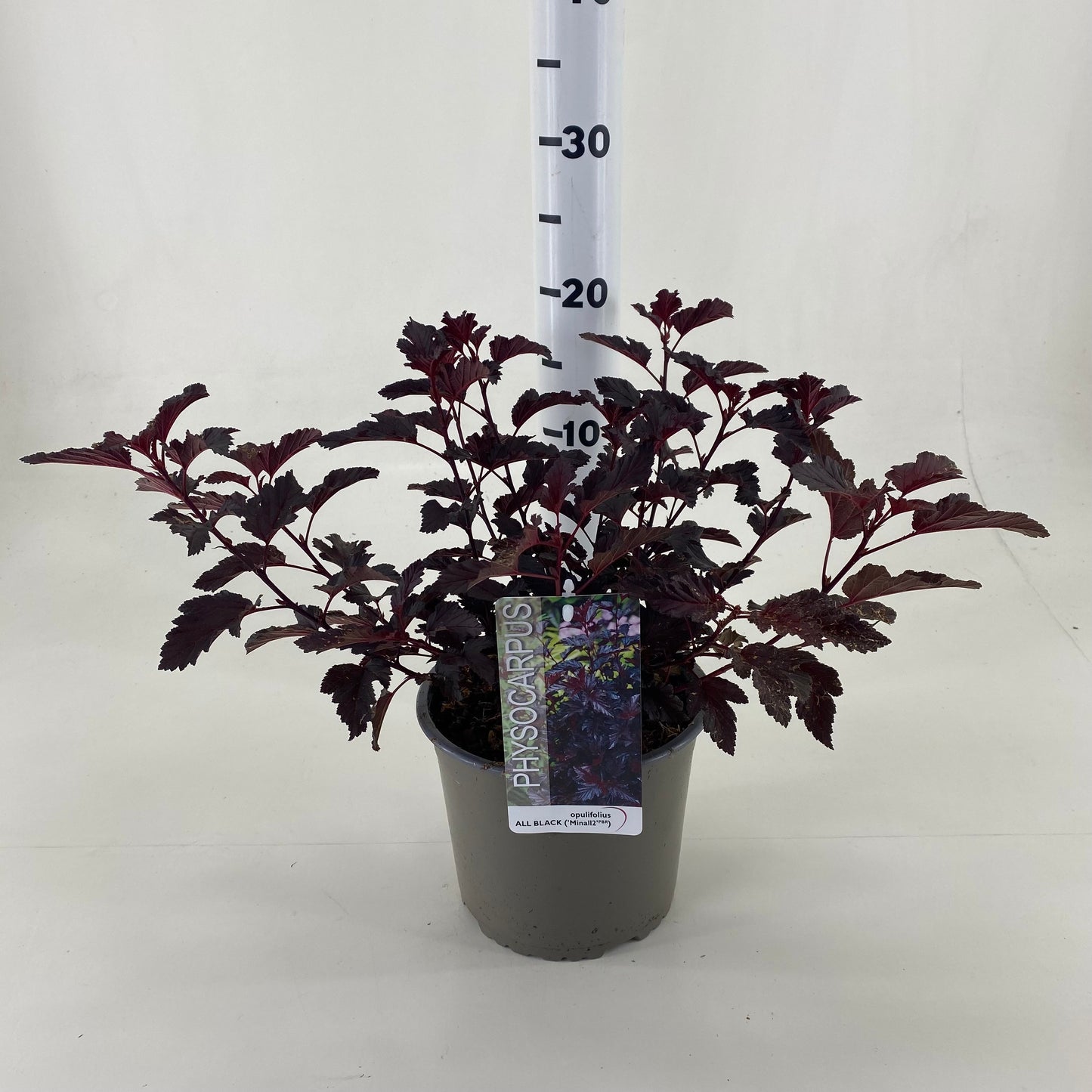 Physocarpus opu. All Black 35cm 19cm Pot