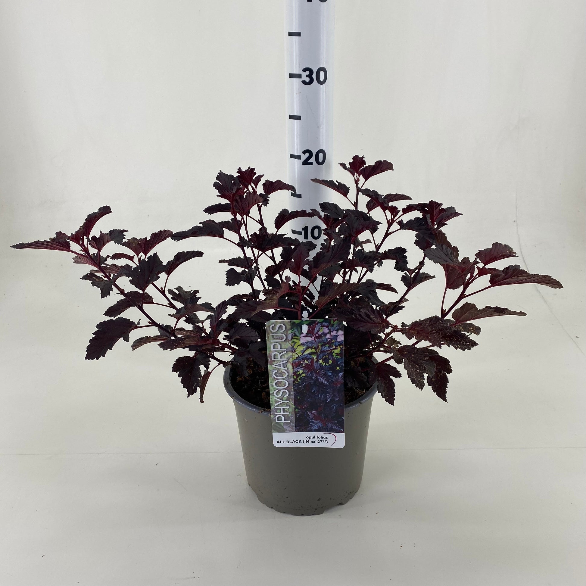 Physocarpus opu. All Black 35cm 19cm Pot