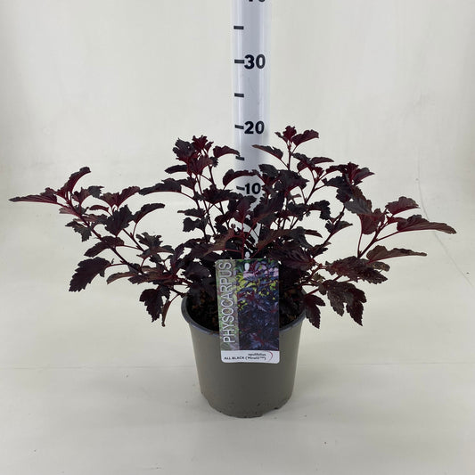 Physocarpus opu. All Black 35cm 19cm Pot