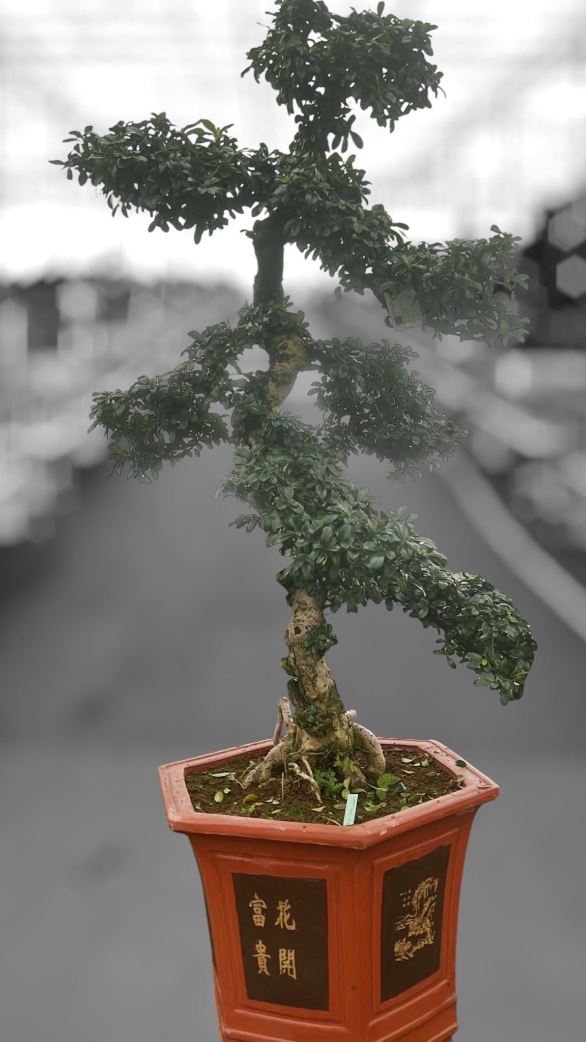 Carmona Bonsai 150cm 43cm Pot