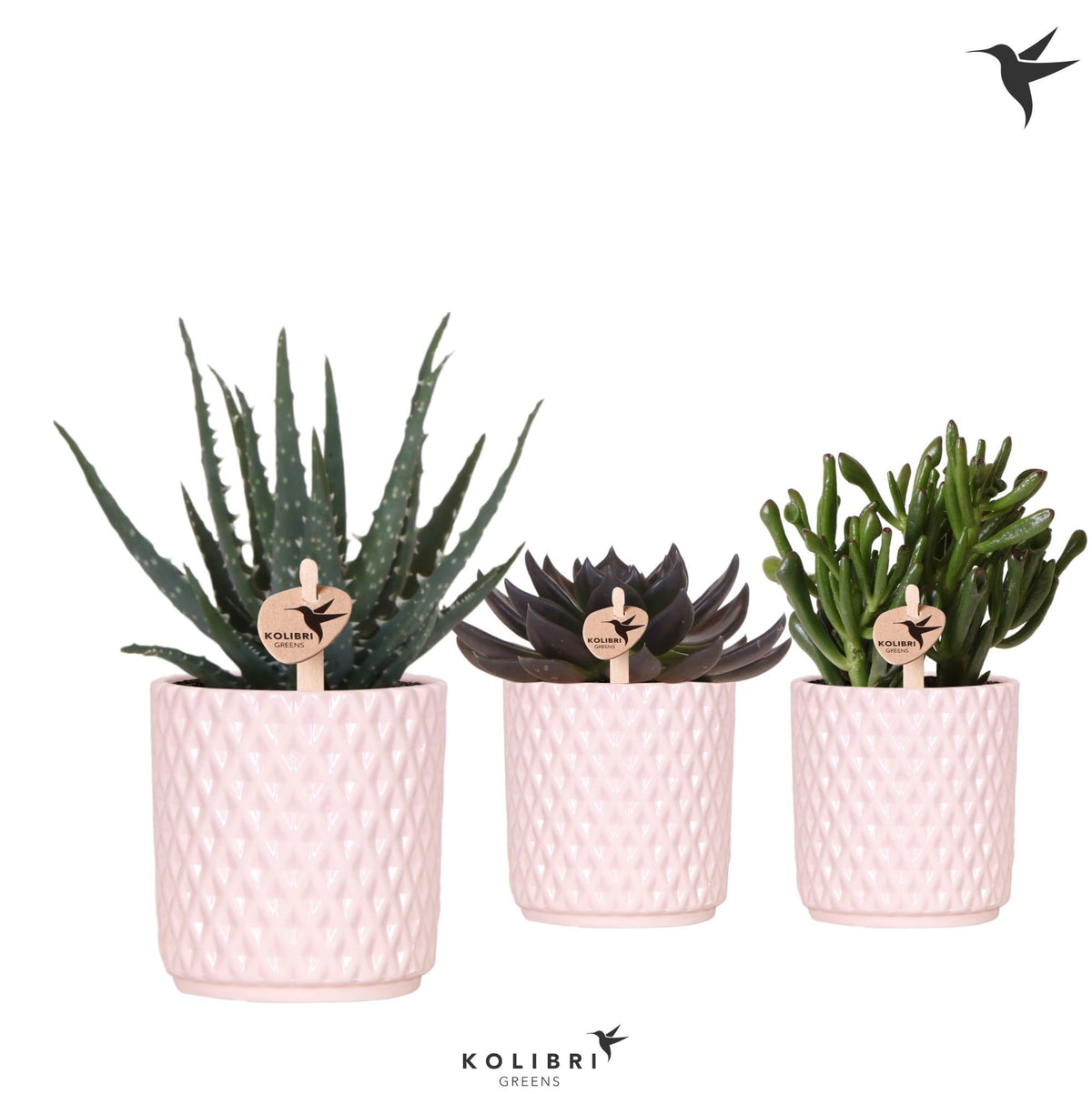Succulent mix 20cm 9cm Pot