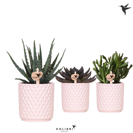 Succulent mix 20cm 9cm Pot