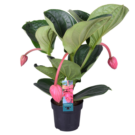 Medinilla Flamenco 55cm 17cm Pot