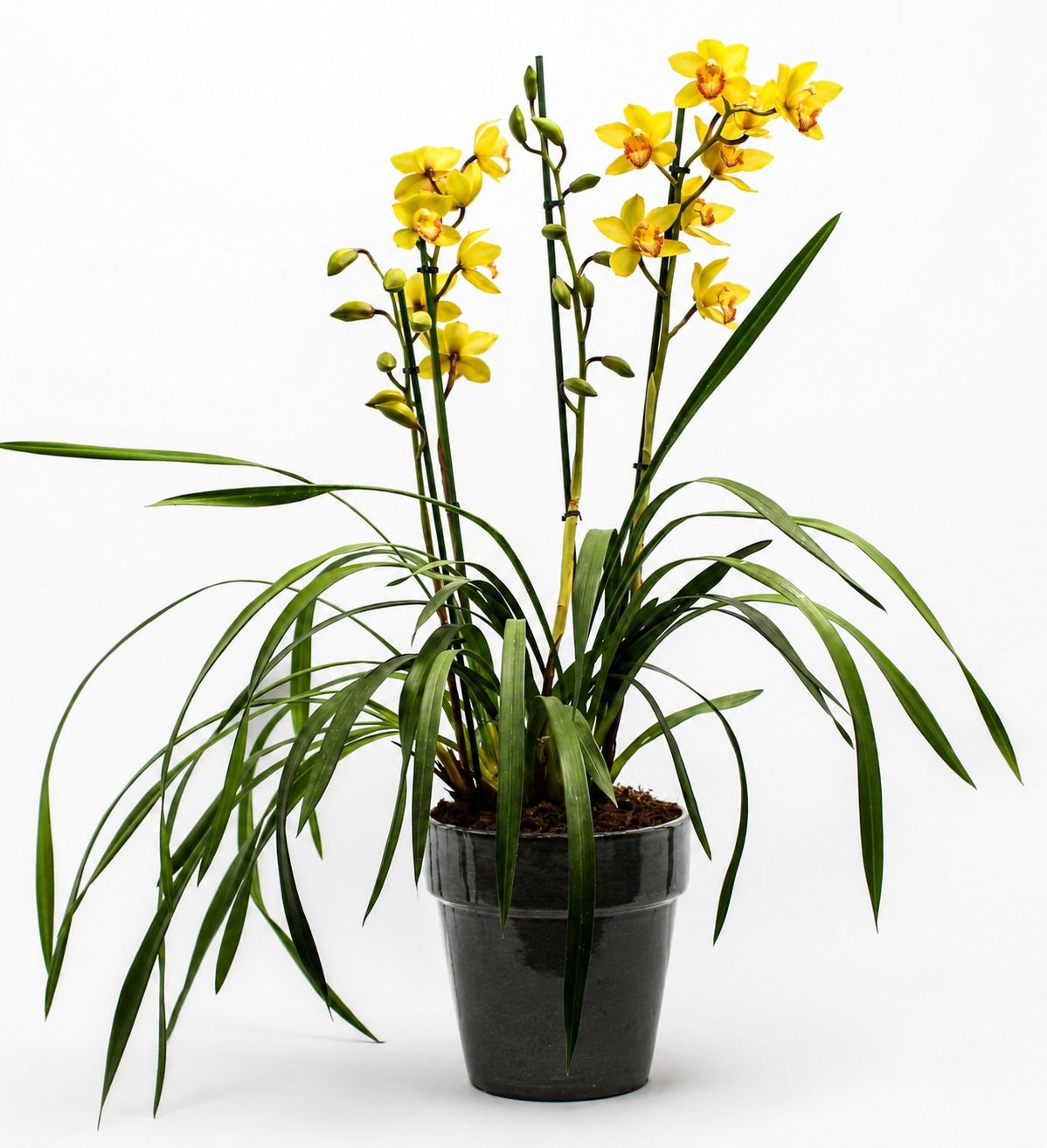 Cymbidium mix 85cm 19cm Pot