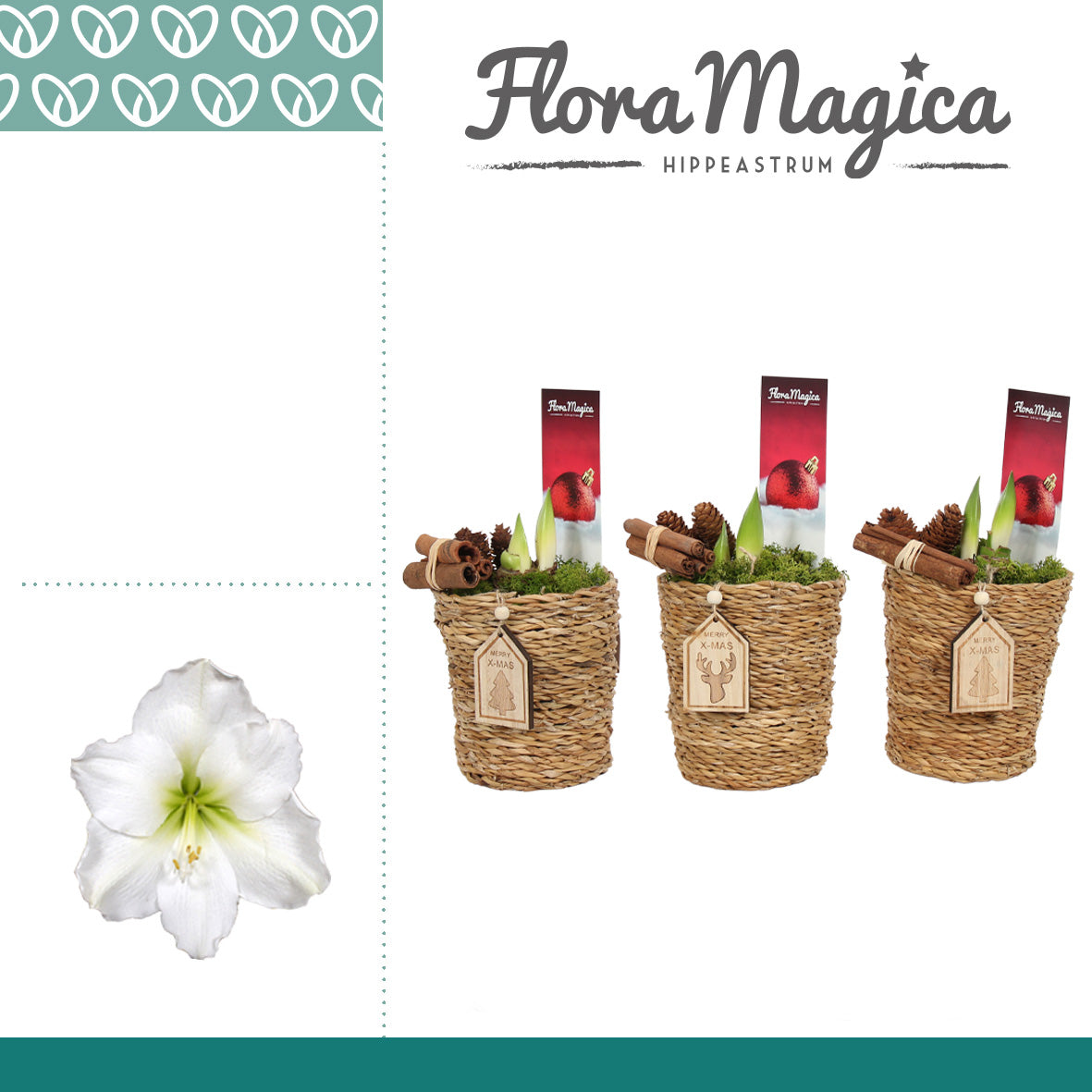 Hippeastrum 25cm 12cm Pot