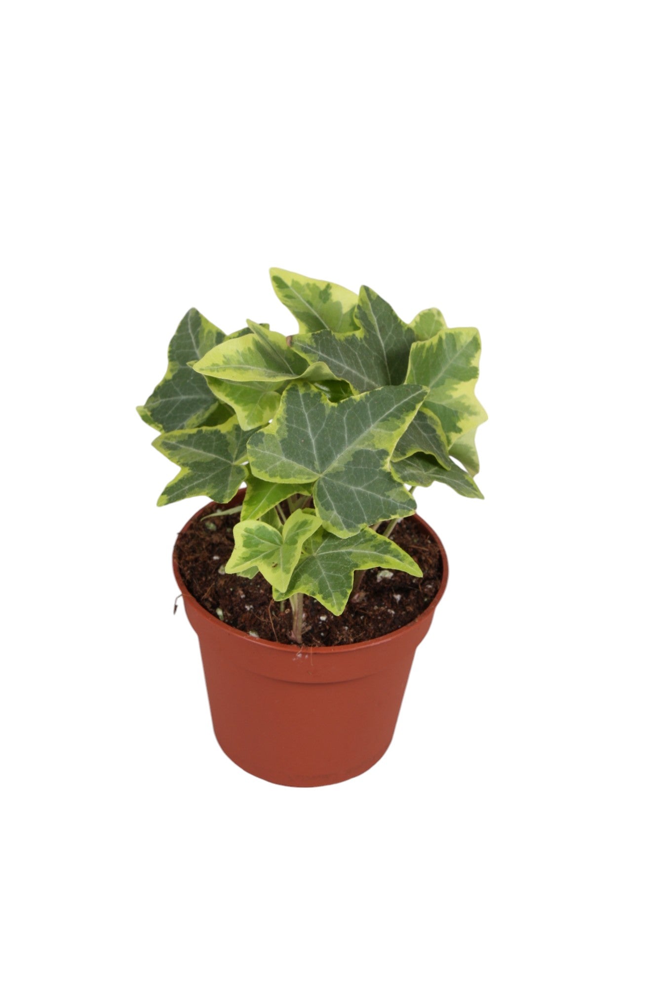 Vireo-Hedera plant BV Hedera helix mix Pack of 21
