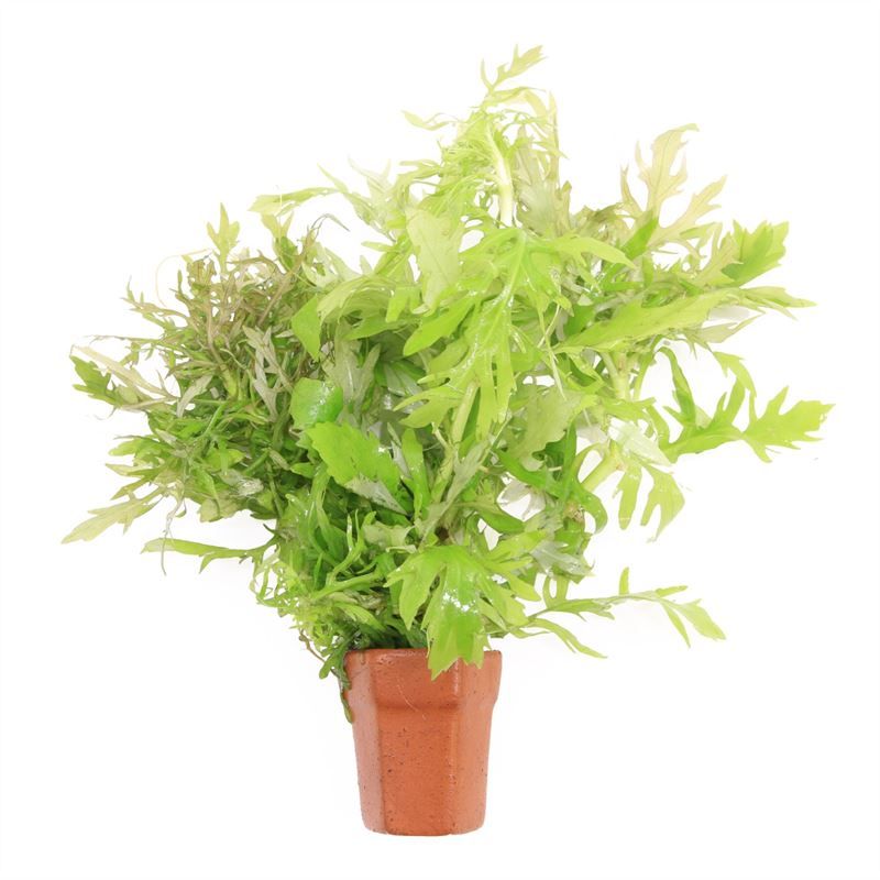 Hygrophila polysperma 5cm 2cm Pot