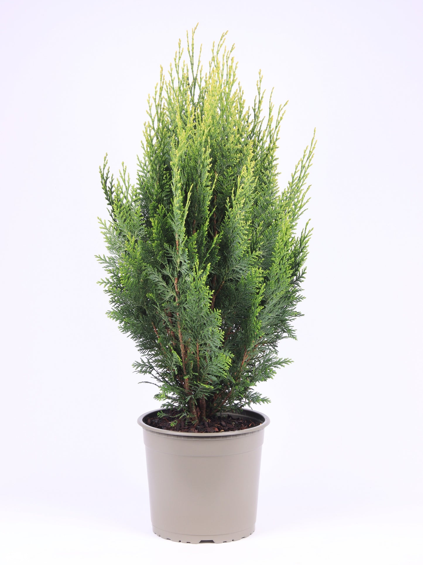 Chamaecyparis White Spot 75cm 23cm Pot