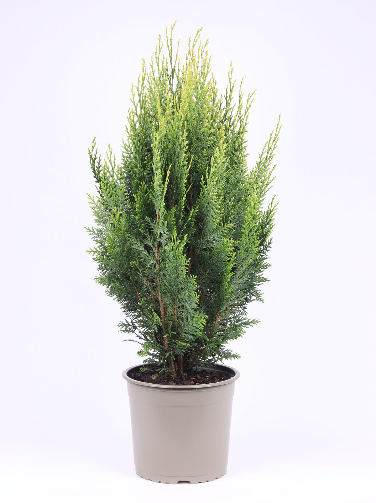 Chamaecyparis White Spot 75cm 23cm Pot